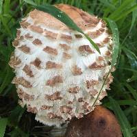 Chlorophyllum rhacodes image