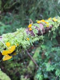 Guepiniopsis alpina image