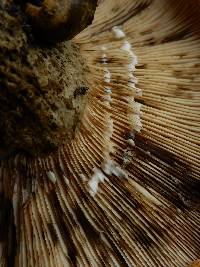 Lactarius turpis image