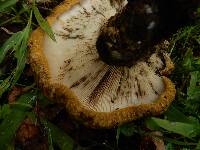 Lactarius turpis image