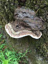 Ganoderma applanatum image