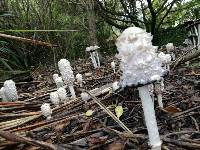 Coprinus comatus image