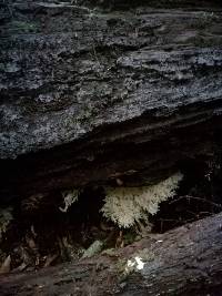 Hericium coralloides image