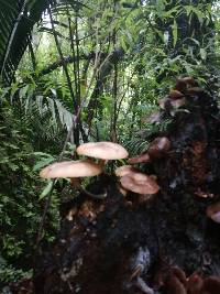 Armillaria novae-zelandiae image