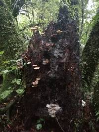 Armillaria novae-zelandiae image