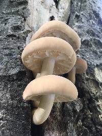 Agrocybe parasitica image