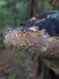 Fomitopsis pinicola image