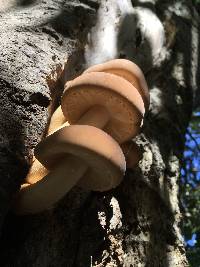 Agrocybe parasitica image