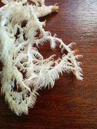 Hericium coralloides image