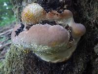 Fomitopsis pinicola image