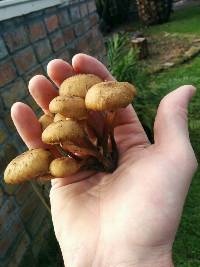 Armillaria novae-zelandiae image