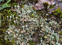 Cladonia cervicornis image