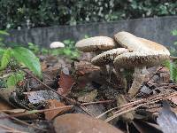 Agrocybe praecox image