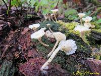 Lichenomphalia umbellifera image