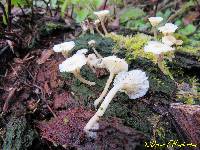 Lichenomphalia umbellifera image