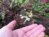 Lichenomphalia umbellifera image