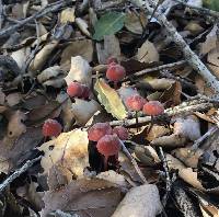 Marasmius plicatulus image