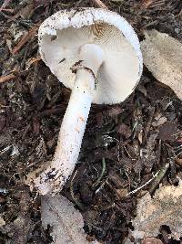 Chlorophyllum brunneum image