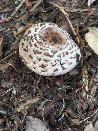 Chlorophyllum brunneum image