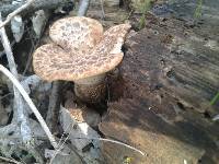 Polyporus squamosus image