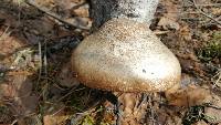 Fomitopsis betulina image