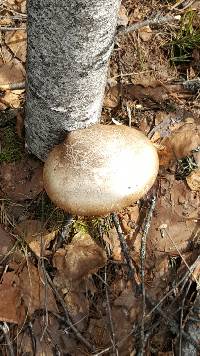 Fomitopsis betulina image