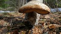 Piptoporus betulinus image