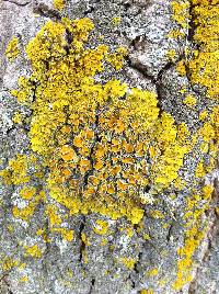 Xanthoria parietina var. parietina image