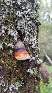 Fomitopsis pinicola image