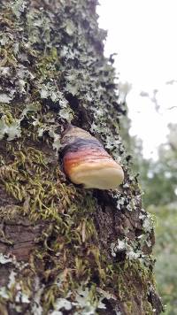 Fomitopsis pinicola image