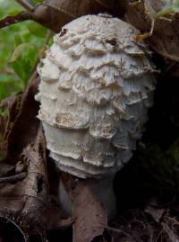 Coprinus comatus image