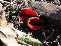 Sarcoscypha coccinea image