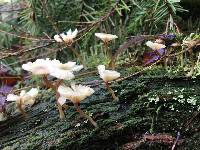 Lichenomphalia umbellifera image