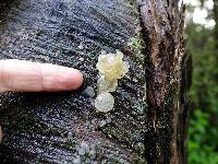 Tremella fuciformis image