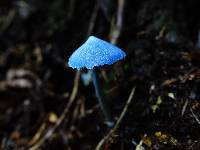 Entoloma hochstetteri image