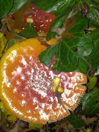 Amanita muscaria image