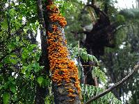 Favolaschia calocera image