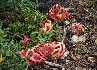 Clathrus ruber image