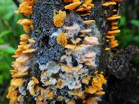 Favolaschia calocera image