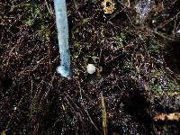 Entoloma hochstetteri image