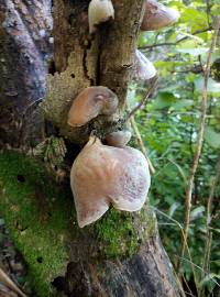 Auricularia cornea image