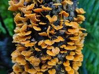 Favolaschia calocera image