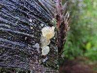 Tremella fuciformis image