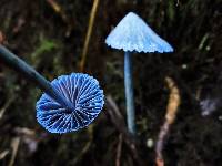 Entoloma hochstetteri image