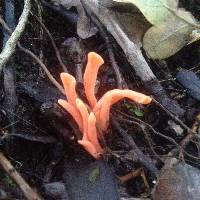 Clavulinopsis sulcata image