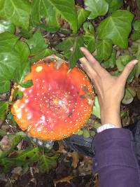 Amanita muscaria image