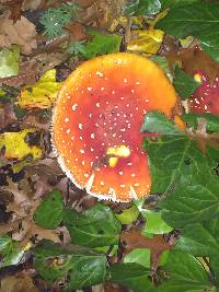 Amanita muscaria image