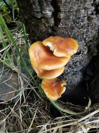 Flammulina velutipes image