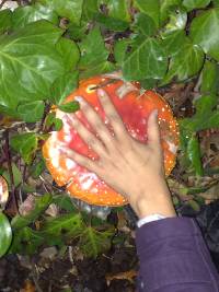 Amanita muscaria image