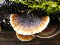 Trametes versicolor image